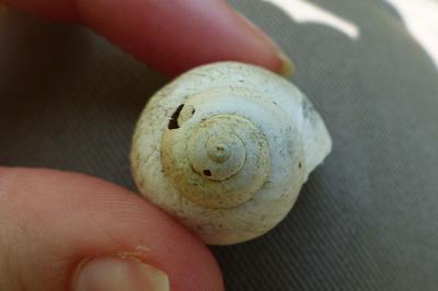 <i>Viviparus viviparus</i>