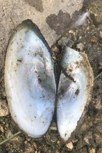<i>Anodonta cygnea</i>