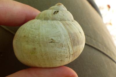<i>Helix pomatia</i>