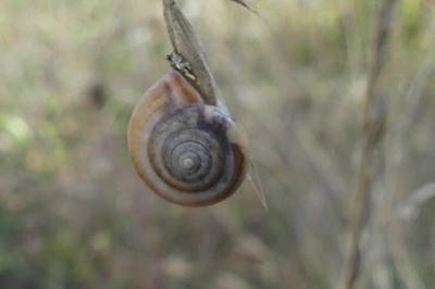 <i>Monacha cartusiana</i>