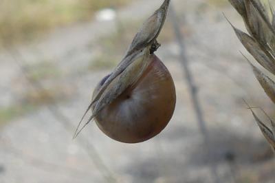 <i>Monacha cartusiana</i>