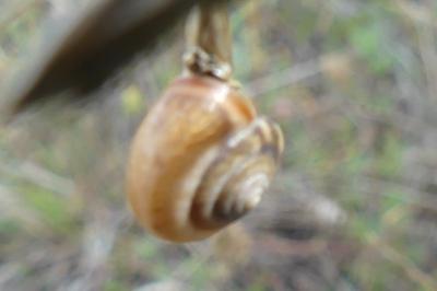 <i>Monacha cartusiana</i>