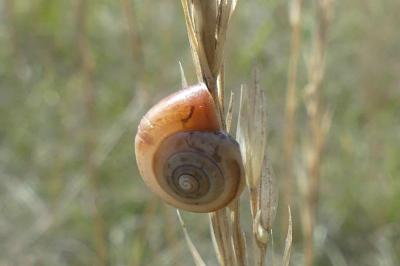 <i>Monacha cartusiana</i>