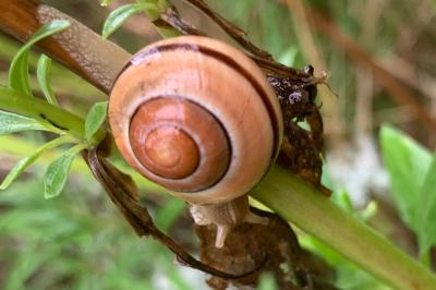 <i>Cepaea nemoralis</i>