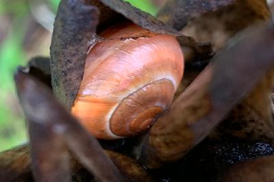 <i>Cepaea nemoralis</i>