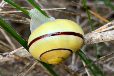 <i>Cepaea nemoralis</i>
