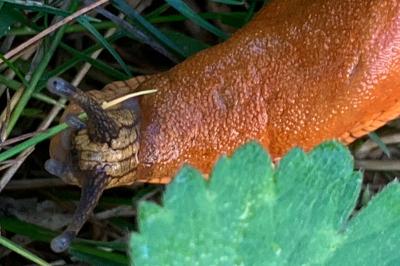<i>Arion rufus/vulgaris</i>