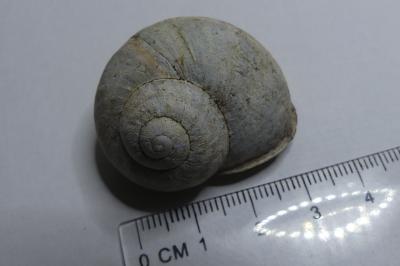 <i>Helix pomatia</i>
