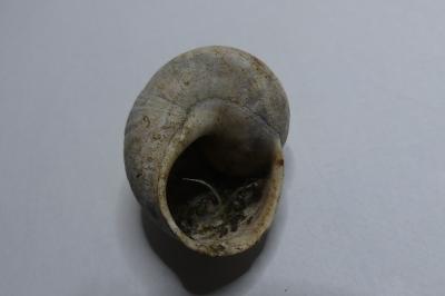 <i>Helix pomatia</i>
