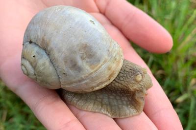 <i>Helix pomatia</i>