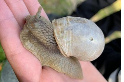 <i>Helix pomatia</i>
