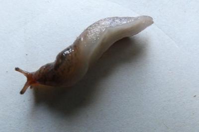 <i>Deroceras</i>