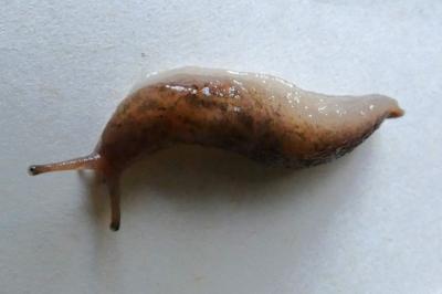 <i>Deroceras</i>