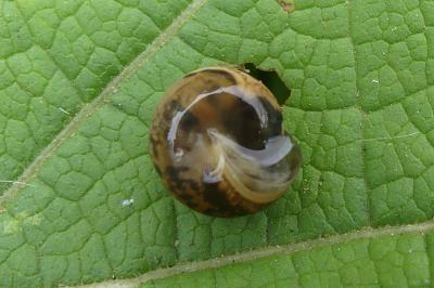 <i>Monacha cartusiana</i>
