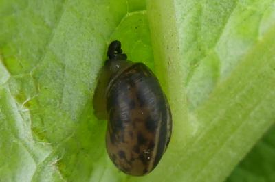<i>Monacha cartusiana</i>