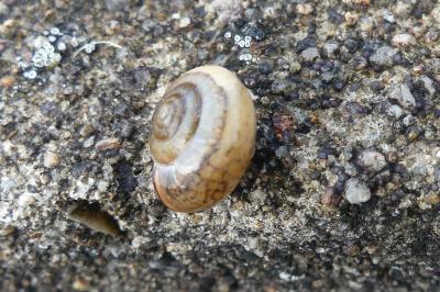 <i>Monacha cartusiana</i>