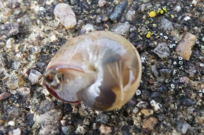 <i>Monacha cartusiana</i>