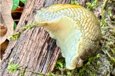 <i>Arion ater rufus</i>