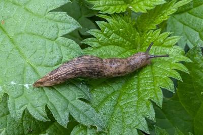 <i>Deroceras reticulatum</i>