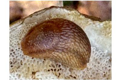 <i>Arion rufus/vulgaris</i>