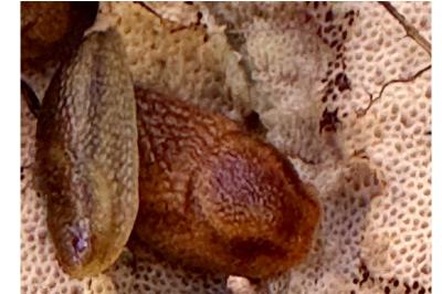 <i>Arion rufus/vulgaris</i>