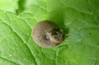 <i>Trochulus hispidus</i>
