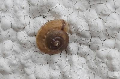 <i>Hygromia cinctella</i>