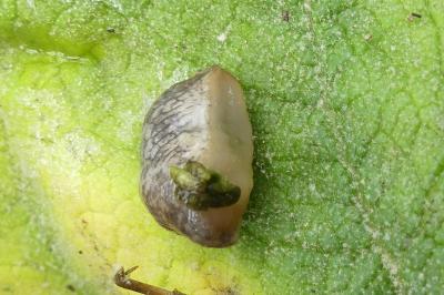 <i>Deroceras reticulatum</i>