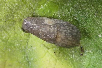 <i>Deroceras reticulatum</i>