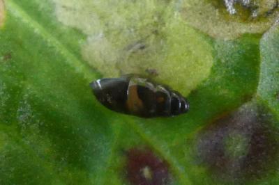 <i>Cochlicopa lubrica</i>