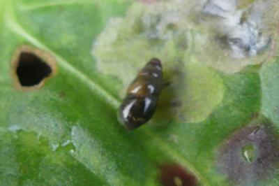 <i>Cochlicopa lubrica</i>
