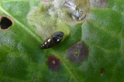 <i>Cochlicopa lubrica</i>