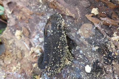 <i>Limax maximus</i>