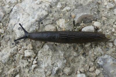 <i>Arion ater rufus</i>