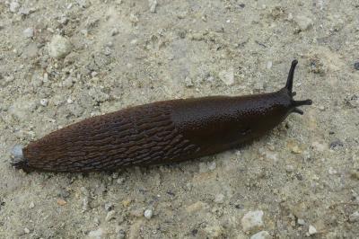 <i>Arion ater rufus</i>