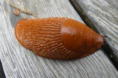 <i>Arion ater rufus</i>