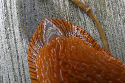 <i>Arion ater rufus</i>