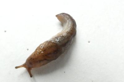 <i>Deroceras reticulatum</i>