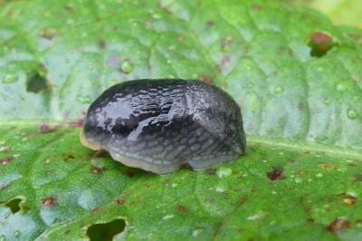<i>Arion hortensis</i>