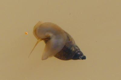 <i>Physella acuta</i>