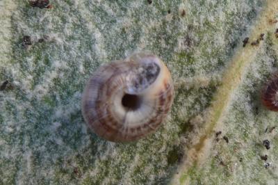 <i>Xeroplexa intersecta</i>