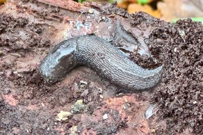 <i>Limax cinereoniger</i>