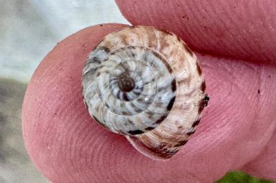 <i>Backeljaia gigaxii</i>