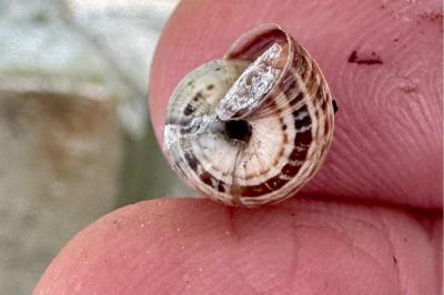 <i>Backeljaia gigaxii</i>