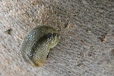 <i>Arion fasciatus</i>