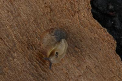 <i>Cornu aspersum</i>