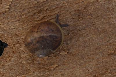 <i>Cornu aspersum</i>
