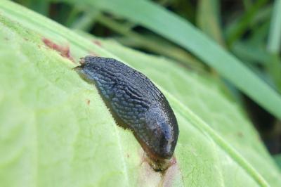 <i>Arion hortensis</i>