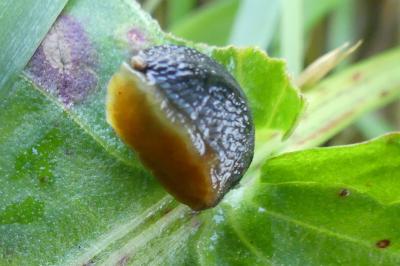 <i>Arion hortensis</i>