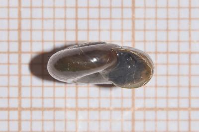 <i>Oxychilus cellarius</i>